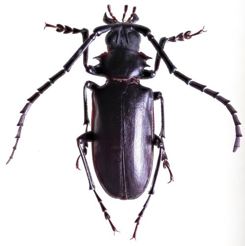 Réf. 325 564 : Dorysthenes planicollis